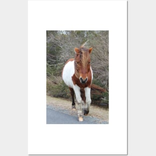 Assateague Pony - Virginia Posters and Art